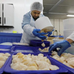 An Atlantic Capes Fisheries' worker processing scallops in one of its facilities