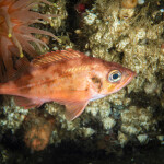An Acadian redfish underwater in the St. Lawrence River