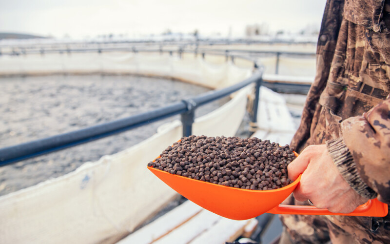A man holding a shovel full of fish feed