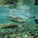 Salmon swimming