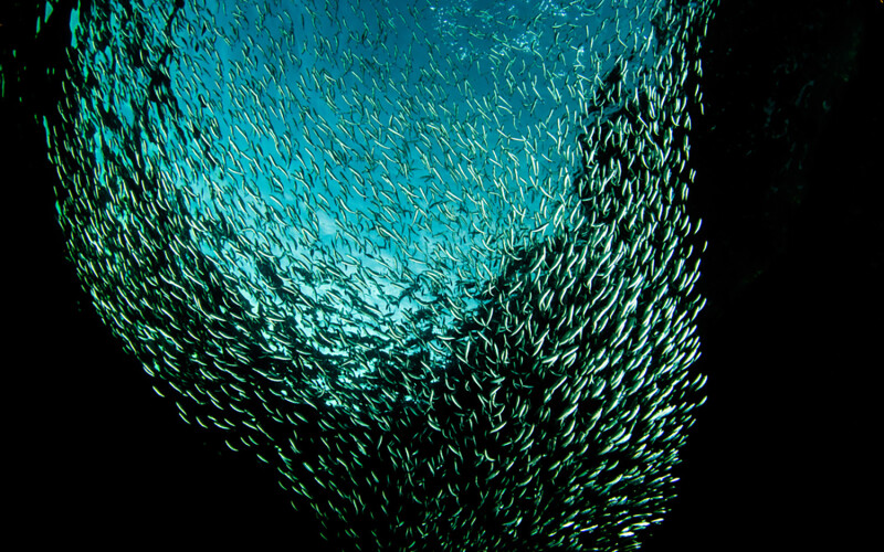 A school of herring swimming in a circular pattern