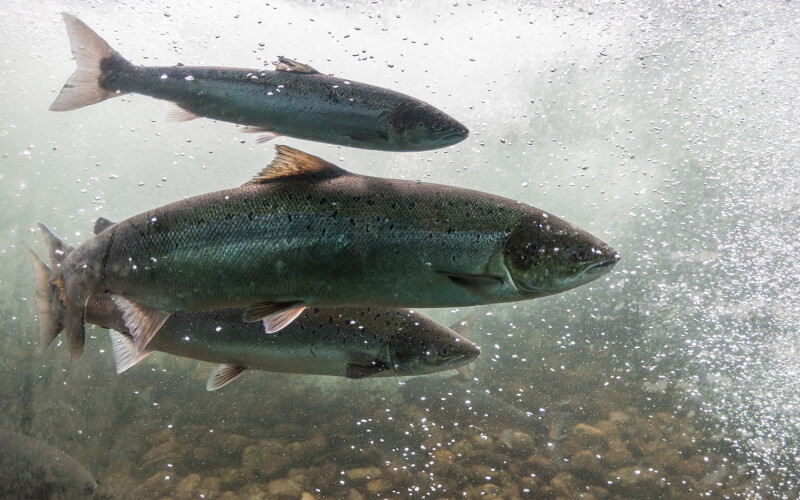 Three salmon swimming