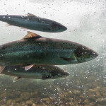 Three salmon swimming