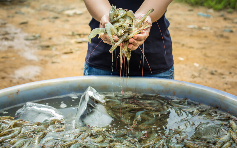 A farmer holding a pile of Pacific whiteleg shrimp