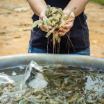 A farmer holding a pile of Pacific whiteleg shrimp