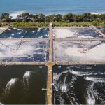 A Grupo Lamar shrimp farm