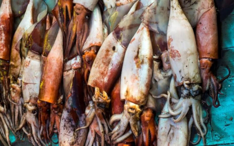 A pile of jumbo flying squid