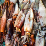 A pile of jumbo flying squid