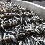 A processing line for fish in Russia