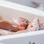 A fresh seafood shipment