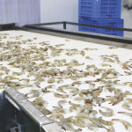 A shrimp processing line in Ecuador