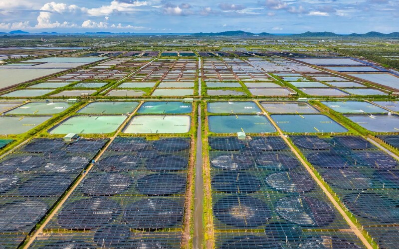 An aerial view of a white shrimp farm in Vietnam