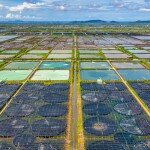 An aerial view of a white shrimp farm in Vietnam
