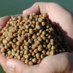 Aquaculture feed made with soybean ingredients