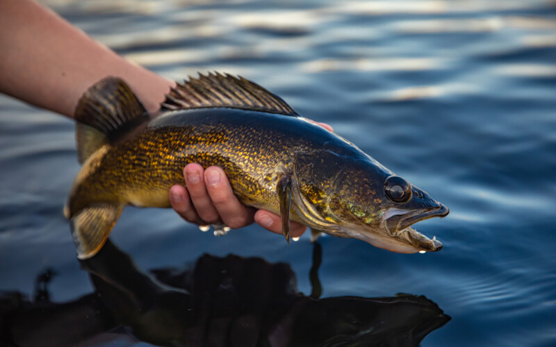 A person holding a walleye above the water