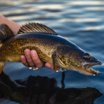 A person holding a walleye above the water