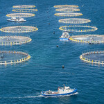 An aerial view of a Clean Seas aquaculture operation