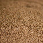 A pile of shrimp feed pellets made of fishmeal