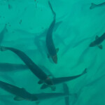 Salmon swimming in one of Proximar's tanks