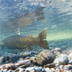 A wild salmon swimming