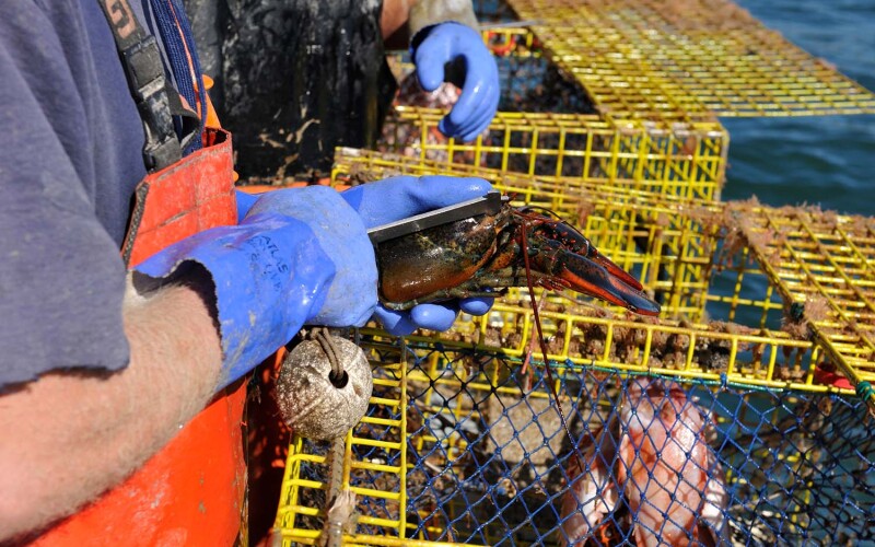 A lobsterman measuring a recently caught lobster with a size gauge