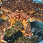 A recently-caught crab on a Russian fishing vessel