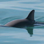 A vaquita's fin sticking out of the water