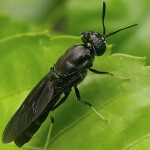 A black soldier fly standing on a leaf