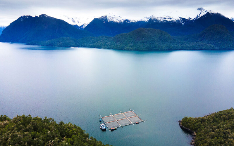 A Cooke Chile farm