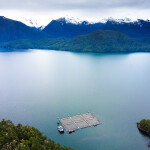 A Cooke Chile farm