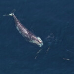 An aerial shot of a right whale swimming