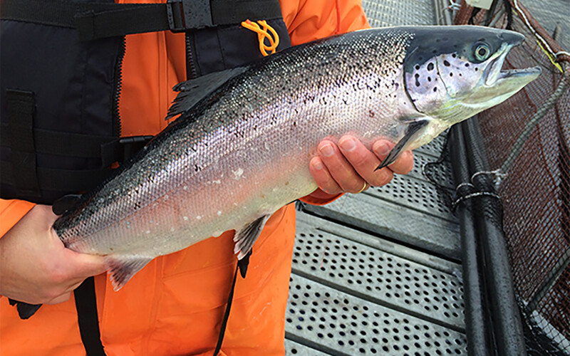A Chilean farmer holding a salmon