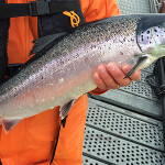 A Chilean farmer holding a salmon