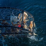 Dungeness crabs in a trap
