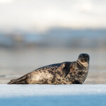 A seal laying on the ice