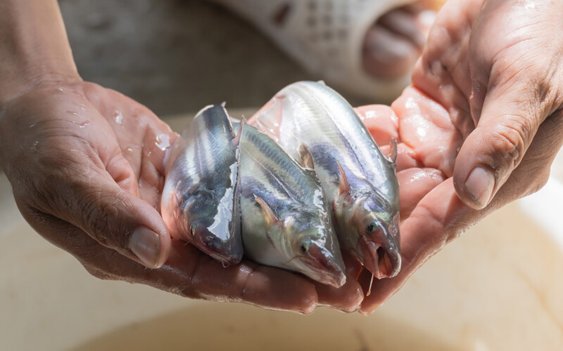 A farmer in the Vietnamese Mekong Delta region holding three pangasius
