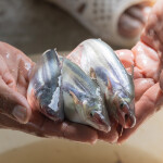 A farmer in the Vietnamese Mekong Delta region holding three pangasius