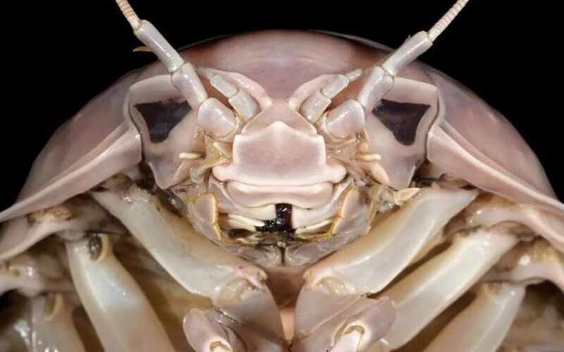 The Bathynomus vaderi species of giant isopod
