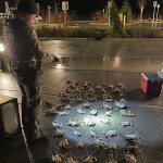 A WDFW crab bust