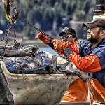 Alaska sablefish fishers