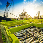 Fish in containers portside
