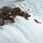 A grizzly bear opening its mouth to catch a salmon in Alaska