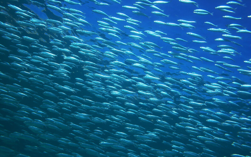 Anchovies swimming in a school