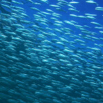 Anchovies swimming in a school