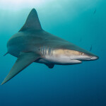 A sandbar shark