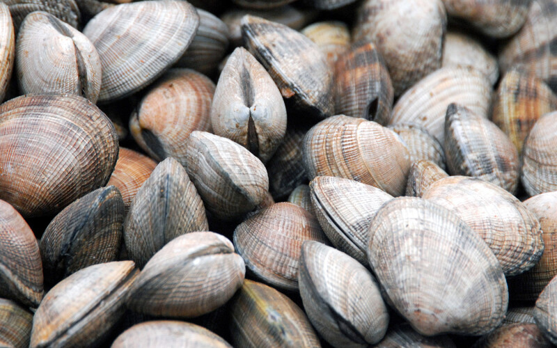 A pile of clams