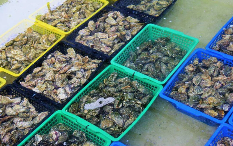 French oysters