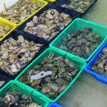 French oysters