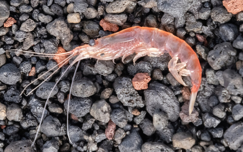 An Antarctic krill