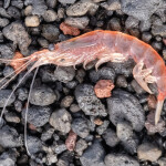 An Antarctic krill